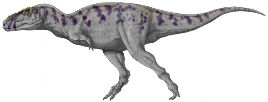 Tarbosaurus 12