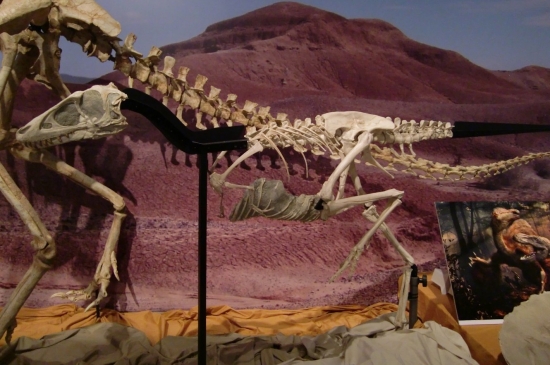 Tarbosaurus 19