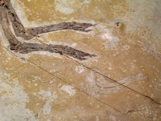 Sinosauropteryx prima_5