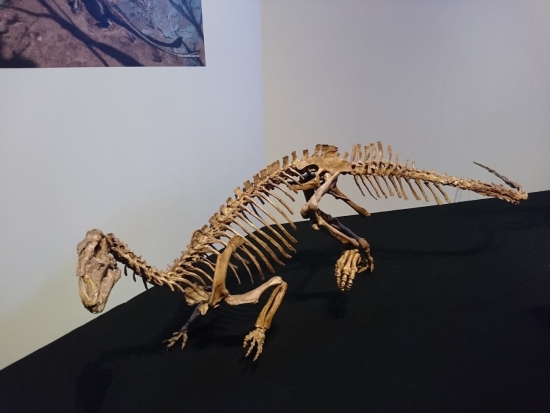 Tenontosaurus tilletti 001