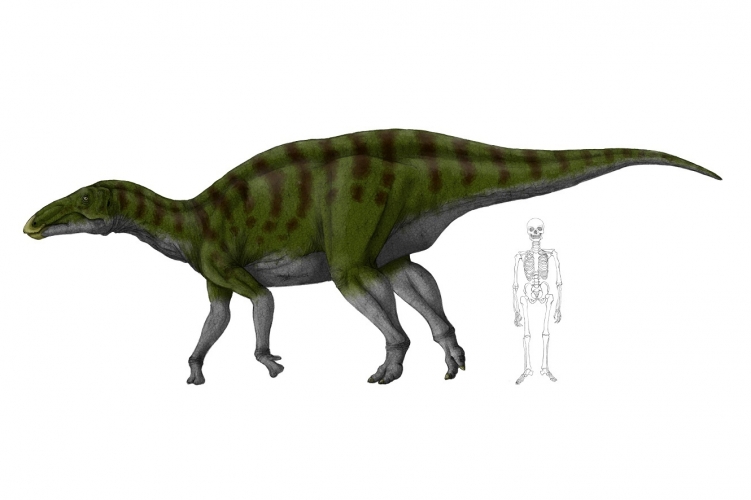 Kamuysaurus japonicus 001