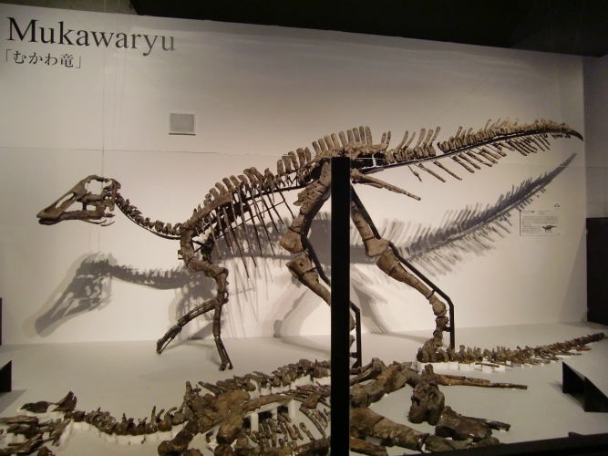 Kamuysaurus japonicus 002