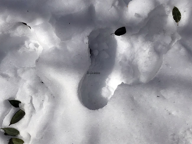 何がなんでもキャンプだし 久保キャンプ場　雪中キャンプ　雪かき　スノーダンプ　無用の長物　トイプードル　犬連れキャンプ　ノンアルコール　子どもの料理　アルパカ