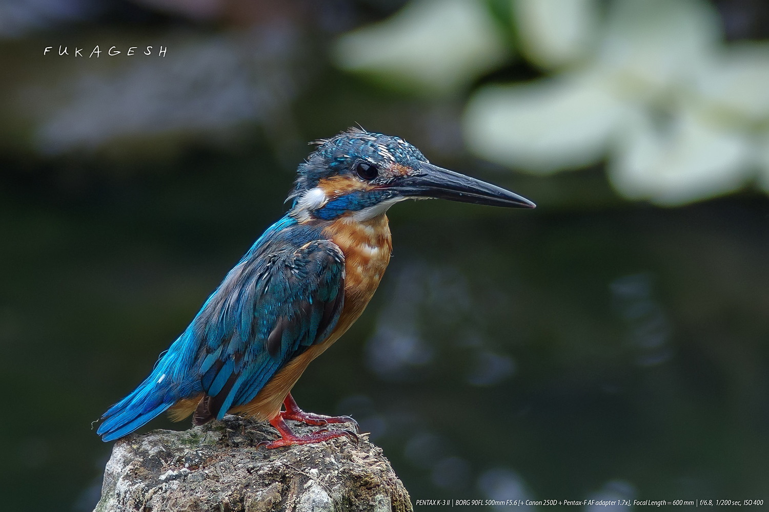 カワセミ～川の3+1羽、沼の3羽 - カワセミ