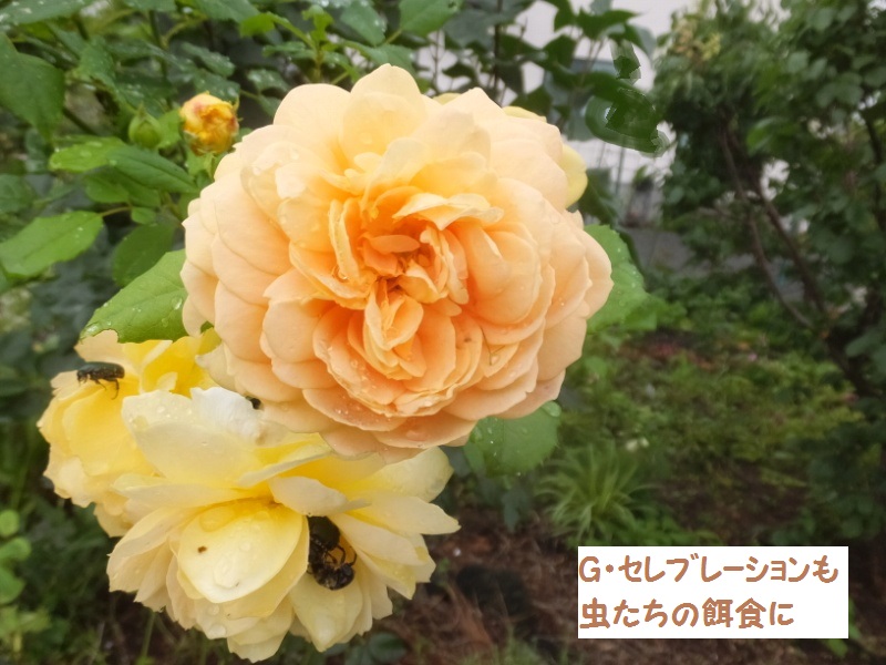 DSCF4889_1.jpg