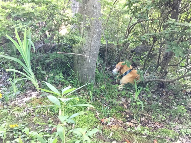 庭に潜む犬