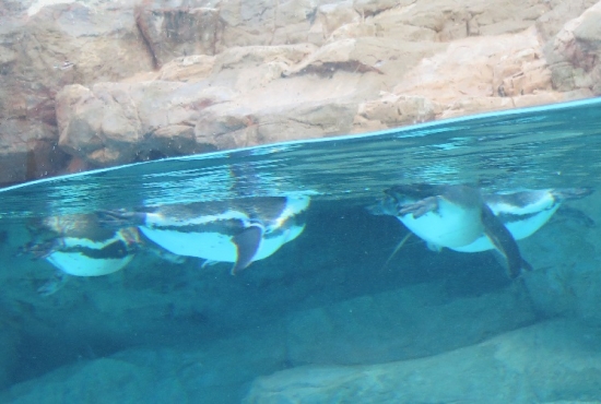 大洗水族館　フンボルトペンギン
