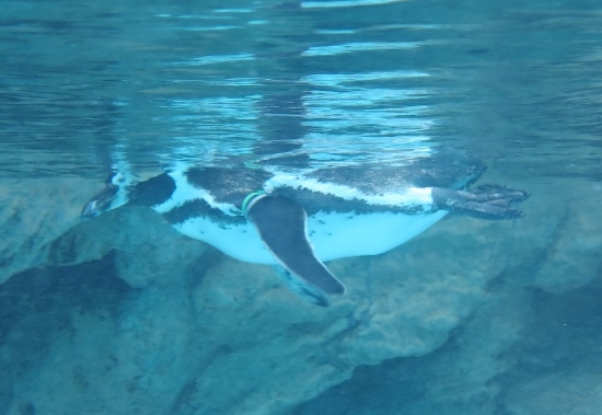 大洗水族館　フンボルトペンギン