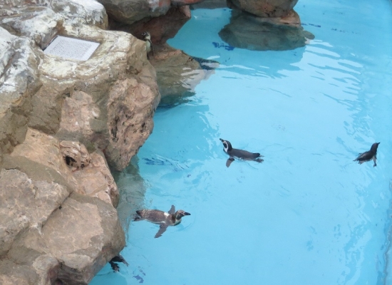 大洗水族館　フンボルトペンギン