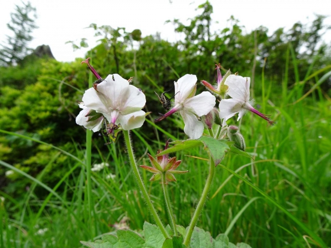 グンナイフウロの白花