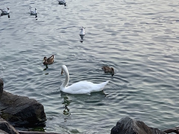 レマン湖の白鳥