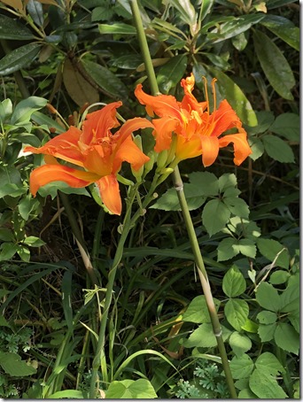 オレンジ色のユリの花 ハウスランド社ブログ更新情報