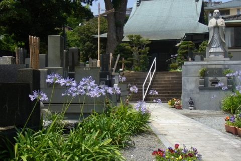 小田原市板橋にアガパンサスが咲くお寺がある