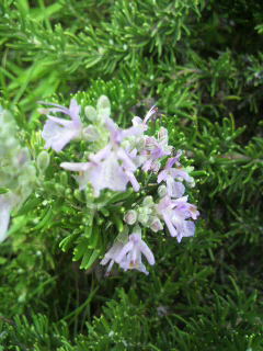 ローズマリー ハーブ うす赤紫 針のような葉っぱ お花がいっぱい