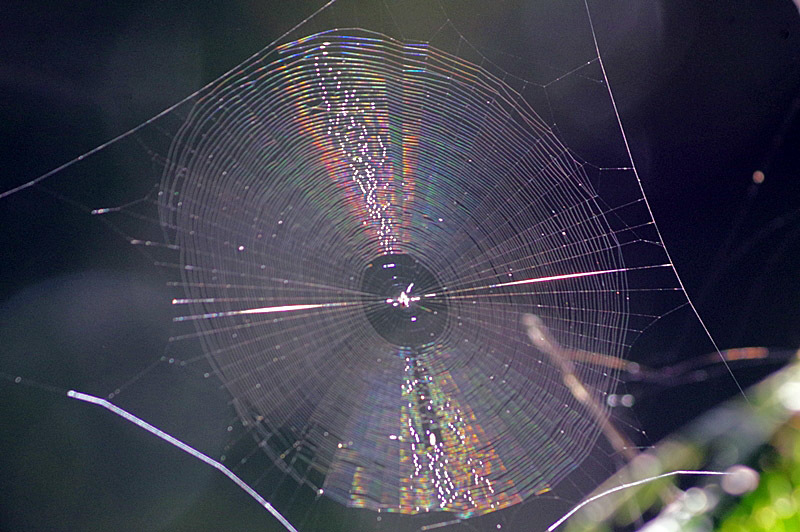 の 巣 蜘蛛 クモはどうやって巣を作るの？｜ＪＡグループ福岡