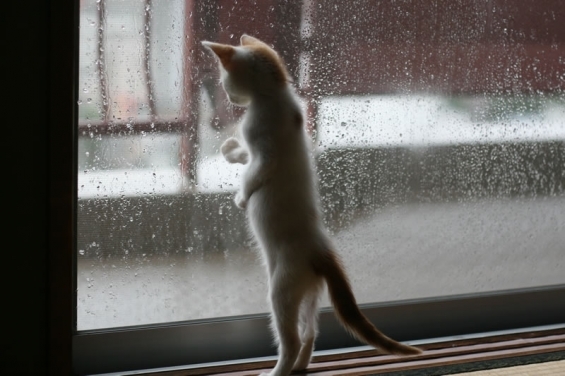 雨　猫