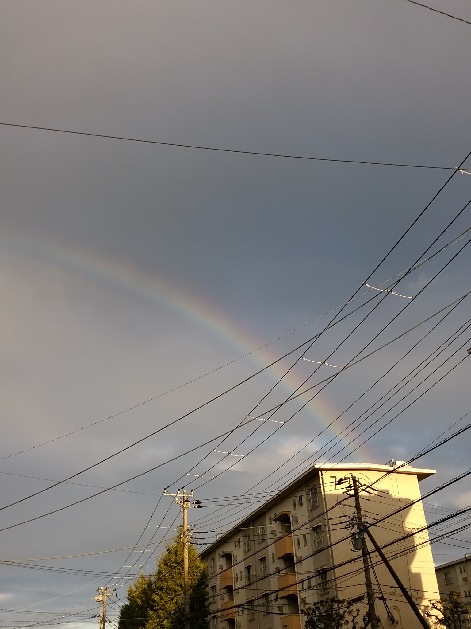 ２０２０虹