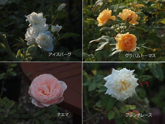 夏薔薇1
