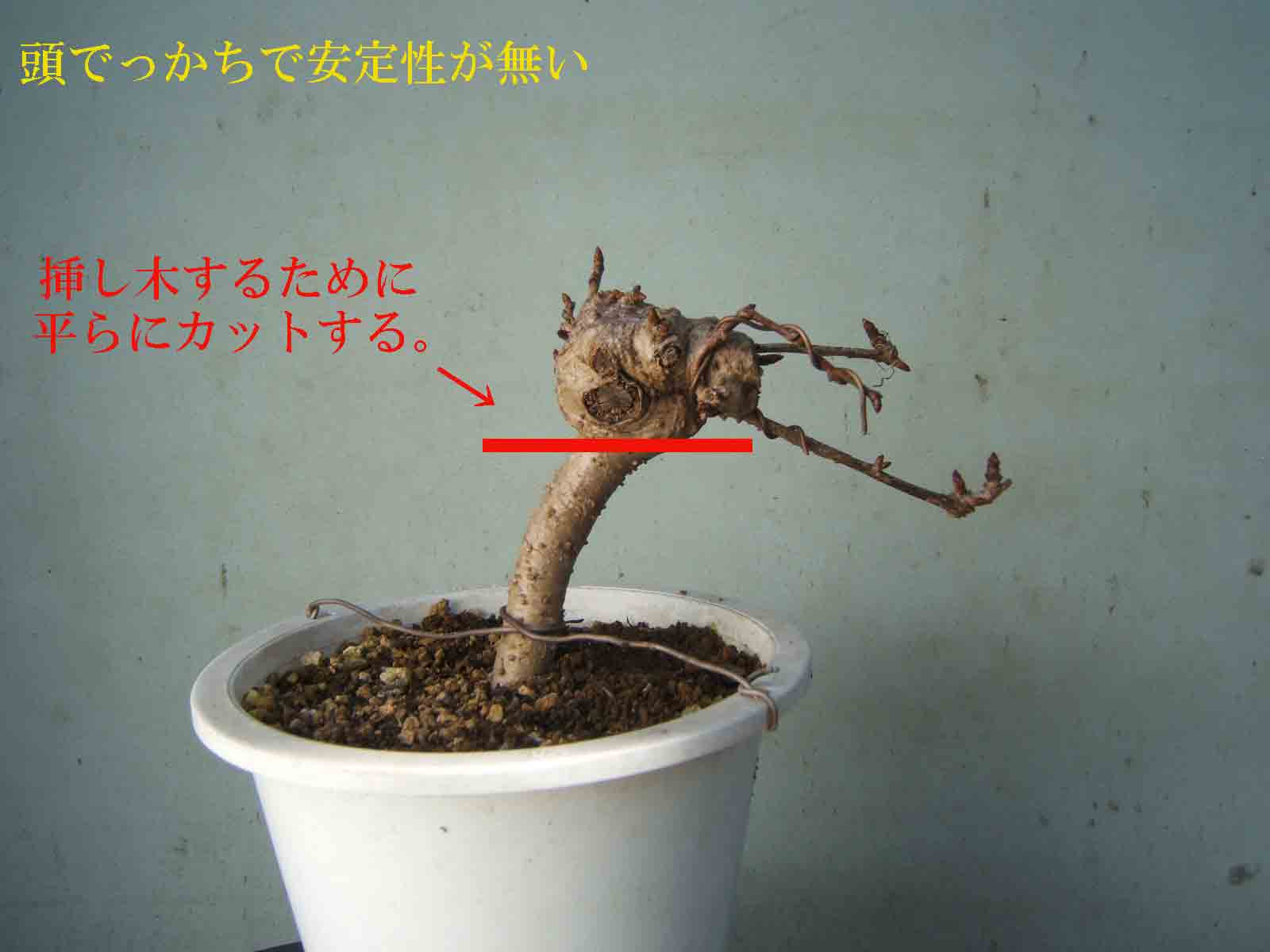 アケビの挿し木しました 多趣味 盆栽が主 のブログ