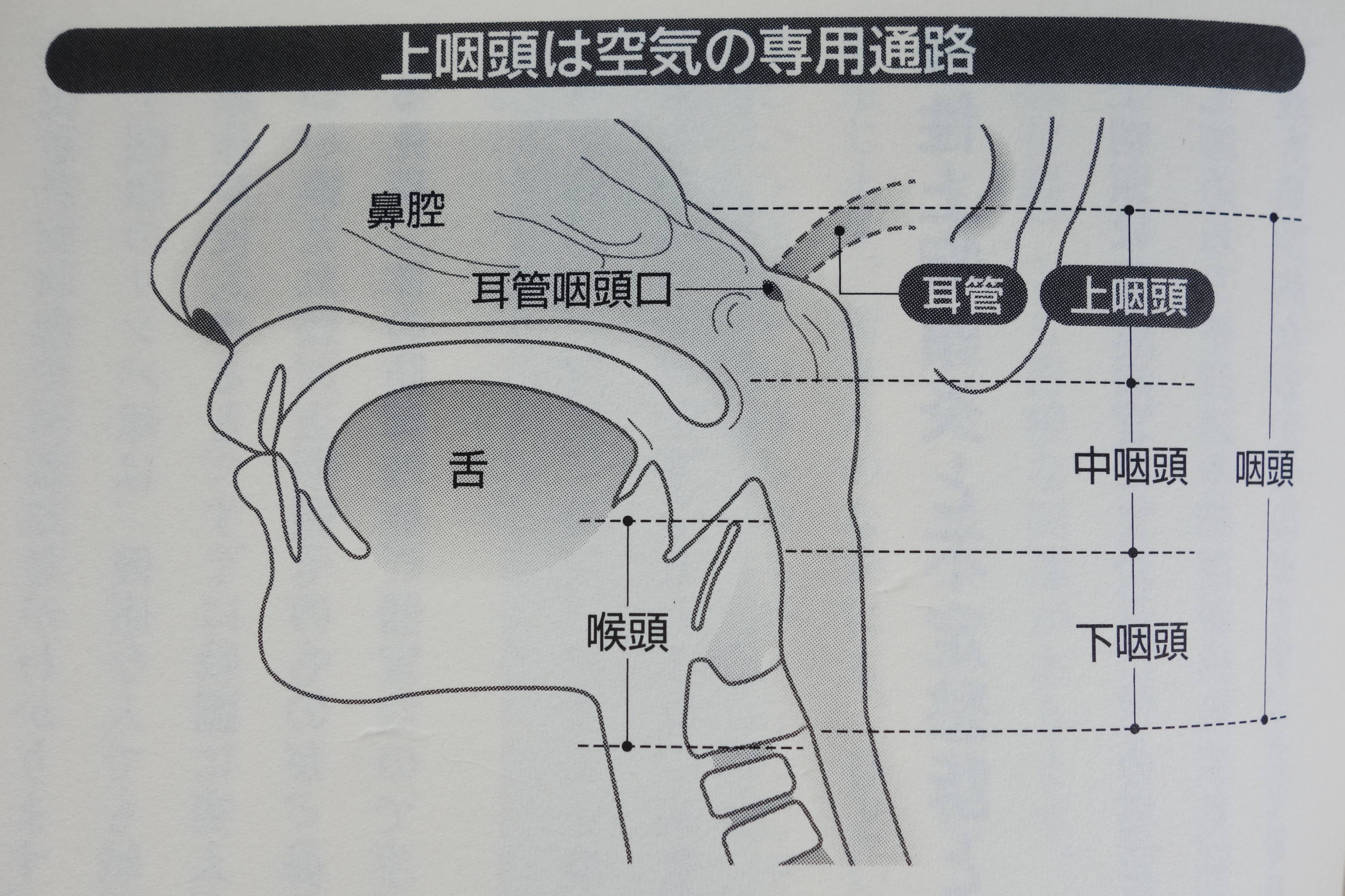 上咽頭の図_800KB